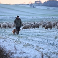 097591 Schaefer, Altdeutsche Huetehunde und Merino Schafe