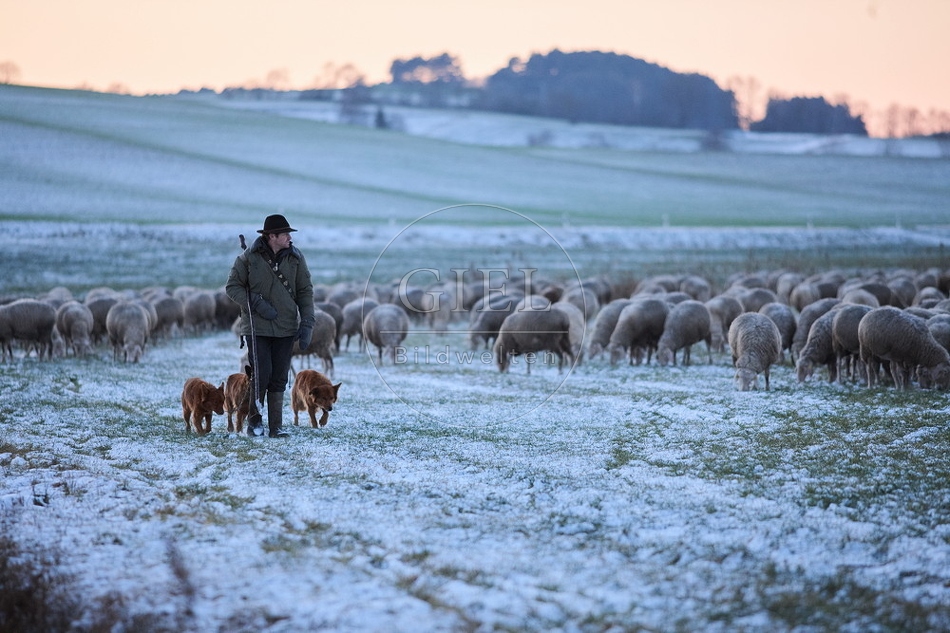 Schaefer, Altdeutsche Huetehunde und Merino Schafe, Schafherde im Winter 097592.jpg