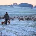 097592 Schaefer, Altdeutsche Huetehunde und Merino Schafe