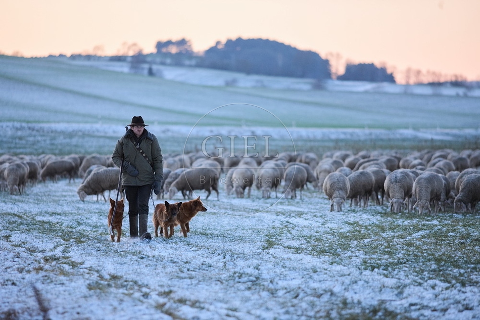 Schaefer, Altdeutsche Huetehunde und Merino Schafe, Schafherde im Winter 097593.jpg