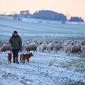 097593 Schaefer, Altdeutsche Huetehunde und Merino Schafe