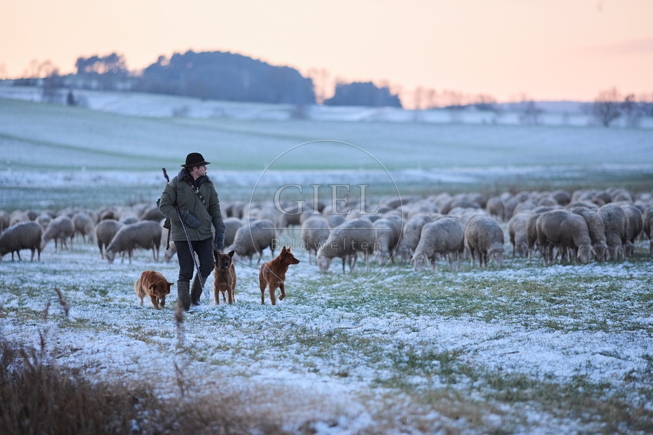 Schaefer, Altdeutsche Huetehunde und Merino Schafe, Schafherde im Winter 097594.jpg