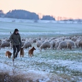 097594 Schaefer, Altdeutsche Huetehunde und Merino Schafe