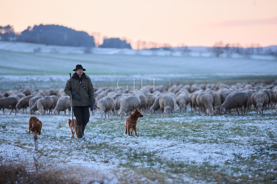 Schaefer, Altdeutsche Huetehunde und Merino Schafe, Schafherde im Winter 097595.jpg