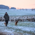 097595 Schaefer, Altdeutsche Huetehunde und Merino Schafe