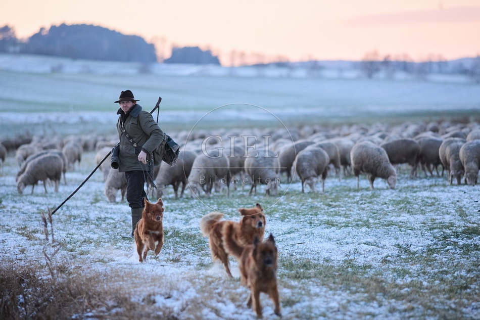 Schaefer, Altdeutsche Huetehunde und Merino Schafe, Schafherde im Winter 097596.jpg