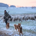 097596 Schaefer, Altdeutsche Huetehunde und Merino Schafe