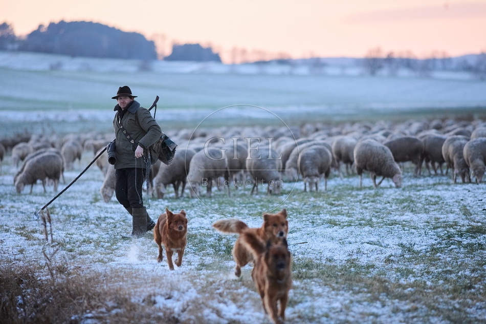 Schaefer, Altdeutsche Huetehunde und Merino Schafe, Schafherde im Winter 097597.jpg