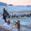 097597 Schaefer, Altdeutsche Huetehunde und Merino Schafe