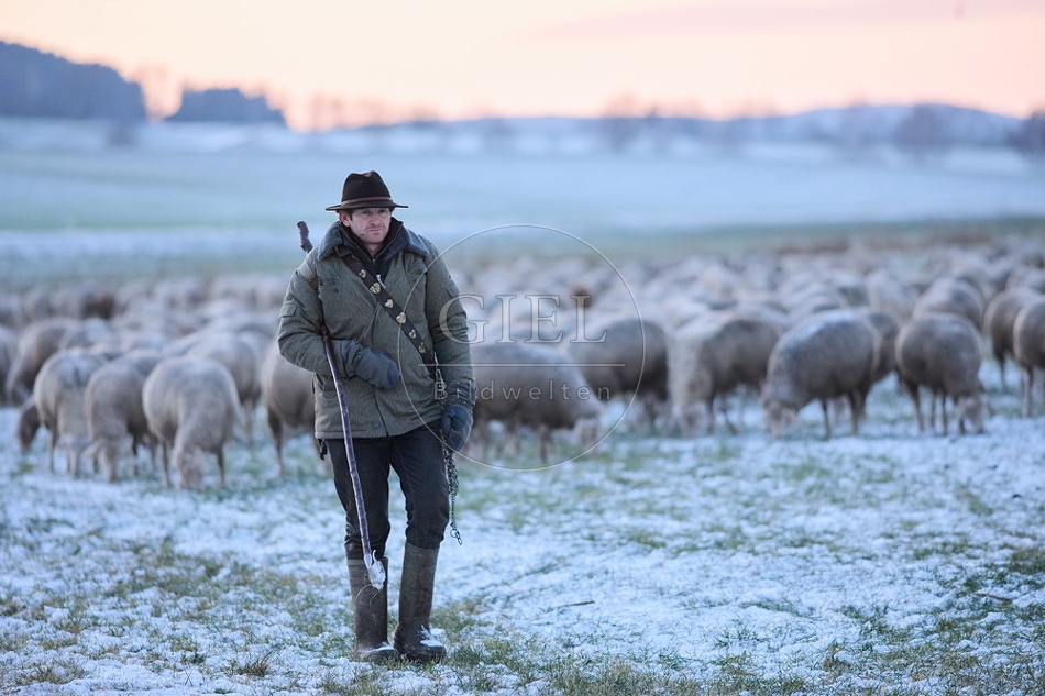 Schaefer, Altdeutsche Huetehunde und Merino Schafe, Schafherde im Winter 097598.jpg