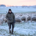 097598 Schaefer, Altdeutsche Huetehunde und Merino Schafe