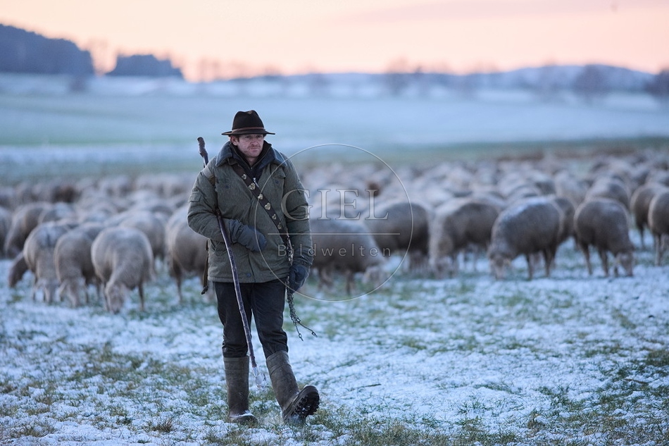 Schaefer, Altdeutsche Huetehunde und Merino Schafe, Schafherde im Winter 097599.jpg