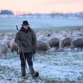 097599 Schaefer, Altdeutsche Huetehunde und Merino Schafe