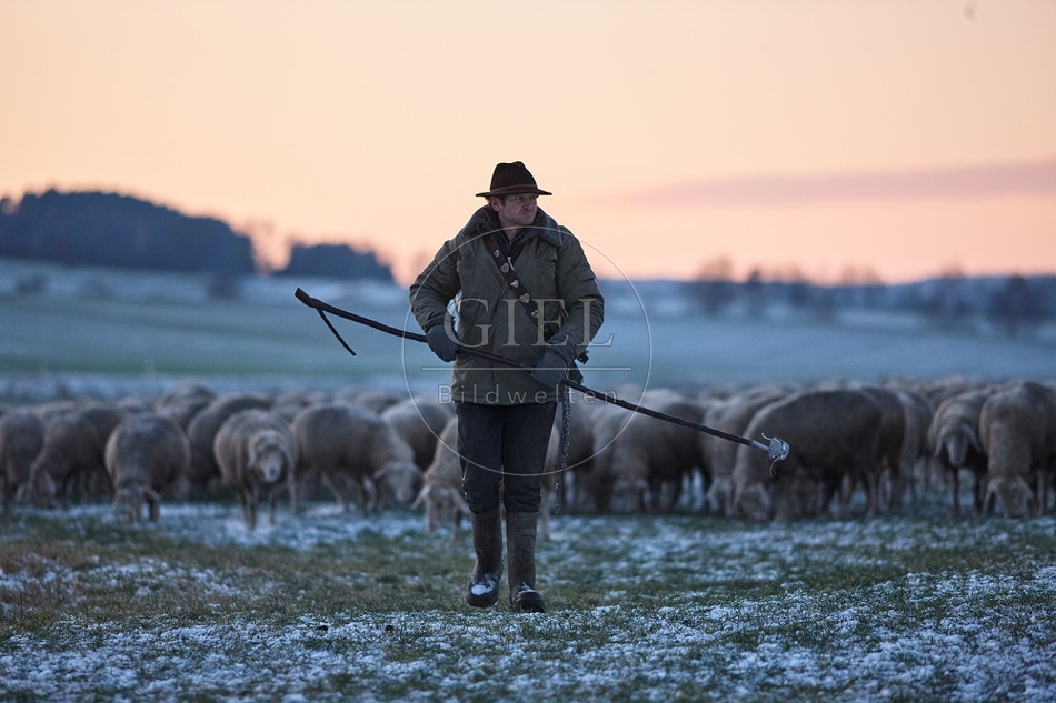 Schaefer, Altdeutsche Huetehunde und Merino Schafe, Schafherde im Winter 097600.jpg