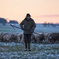 097600 Schaefer, Altdeutsche Huetehunde und Merino Schafe