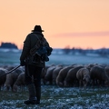 097601 Schaefer, Altdeutsche Huetehunde und Merino Schafe