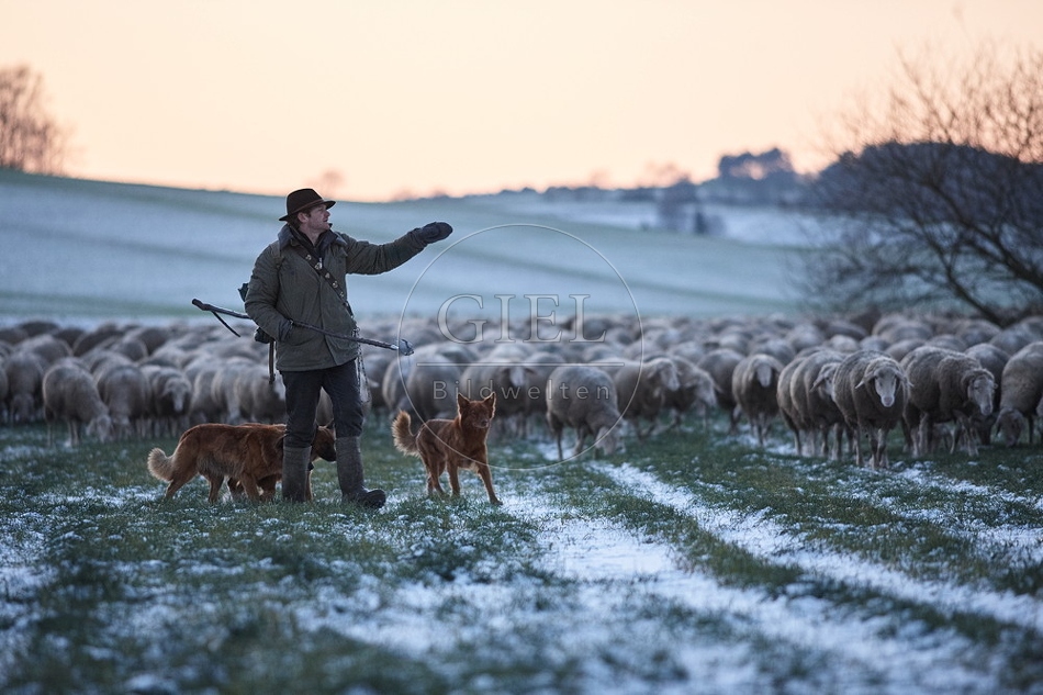 Schaefer, Altdeutsche Huetehunde und Merino Schafe, Schafherde im Winter 097602.jpg