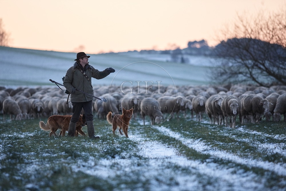 Schaefer, Altdeutsche Huetehunde und Merino Schafe, Schafherde im Winter 097603.jpg