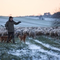 097603 Schaefer, Altdeutsche Huetehunde und Merino Schafe