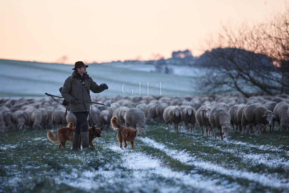 Schaefer, Altdeutsche Huetehunde und Merino Schafe, Schafherde im Winter 097604.jpg