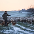 097604 Schaefer, Altdeutsche Huetehunde und Merino Schafe