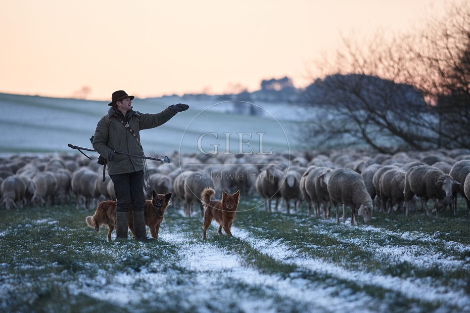 Schaefer, Altdeutsche Huetehunde und Merino Schafe, Schafherde im Winter 097605.jpg