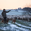 097605 Schaefer, Altdeutsche Huetehunde und Merino Schafe