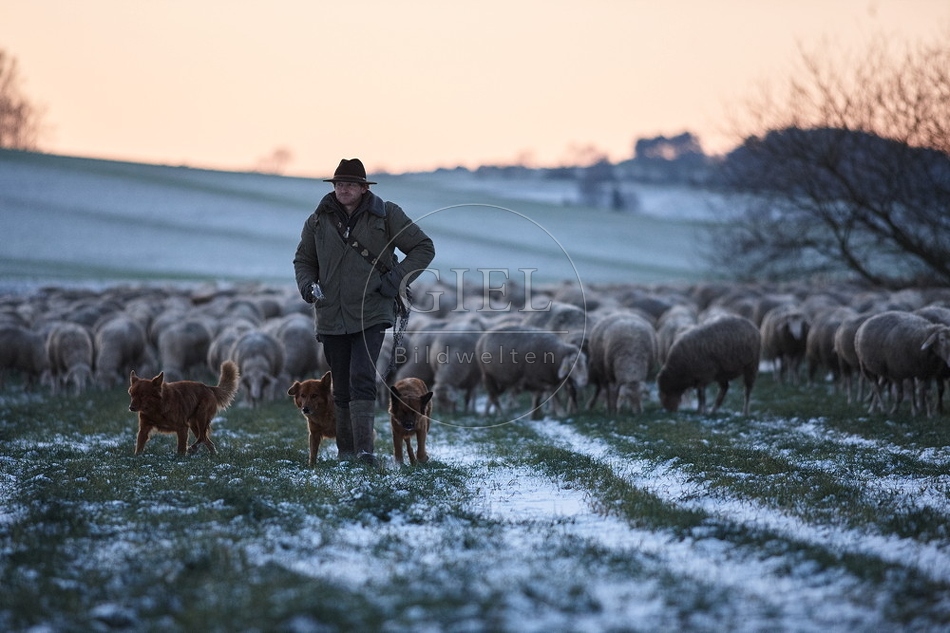 Schaefer, Altdeutsche Huetehunde und Merino Schafe, Schafherde im Winter 097606.jpg