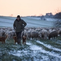 097606 Schaefer, Altdeutsche Huetehunde und Merino Schafe