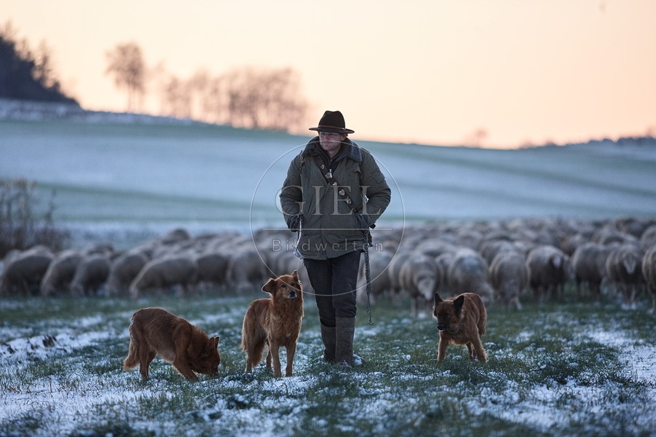 Schaefer, Altdeutsche Huetehunde und Merino Schafe, Schafherde im Winter 097607.jpg