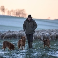 097607 Schaefer, Altdeutsche Huetehunde und Merino Schafe