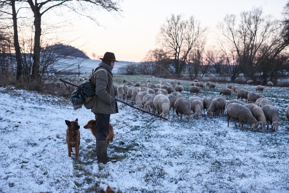 Schaefer, Altdeutsche Huetehunde und Merino Schafe, Schafherde im Winter 097608.jpg