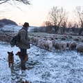 097608 Schaefer, Altdeutsche Huetehunde und Merino Schafe