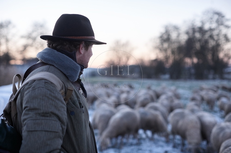 Schaefer, Altdeutsche Huetehunde und Merino Schafe, Schafherde im Winter 097611.jpg