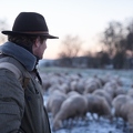 097611 Schaefer, Altdeutsche Huetehunde und Merino Schafe