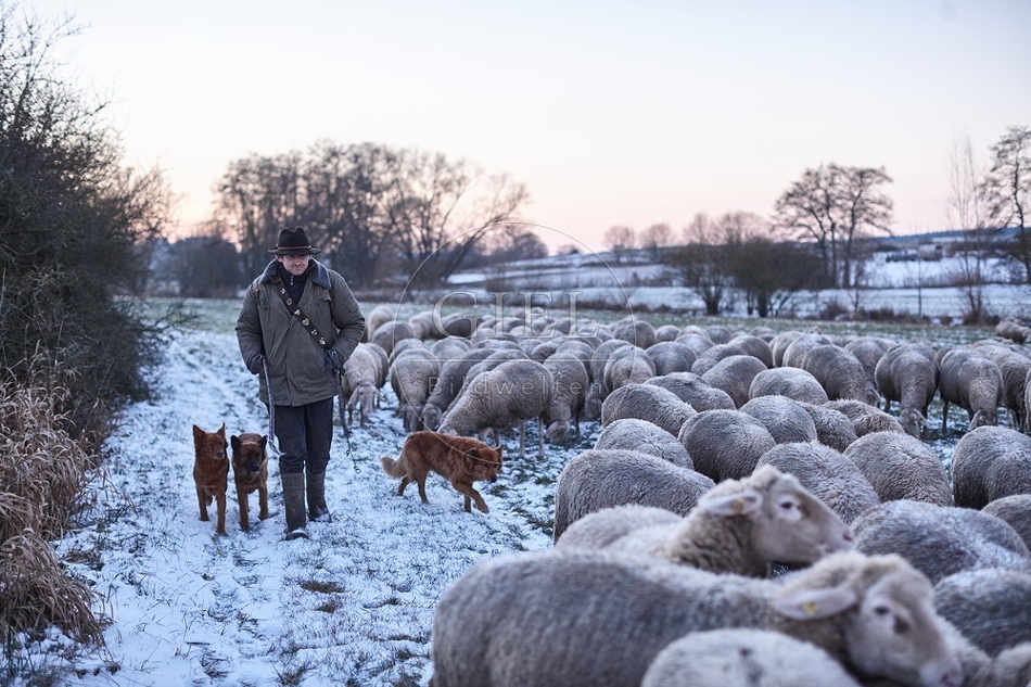 Schaefer, Altdeutsche Huetehunde und Merino Schafe, Schafherde im Winter 097616.jpg