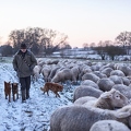 097616 Schaefer, Altdeutsche Huetehunde und Merino Schafe