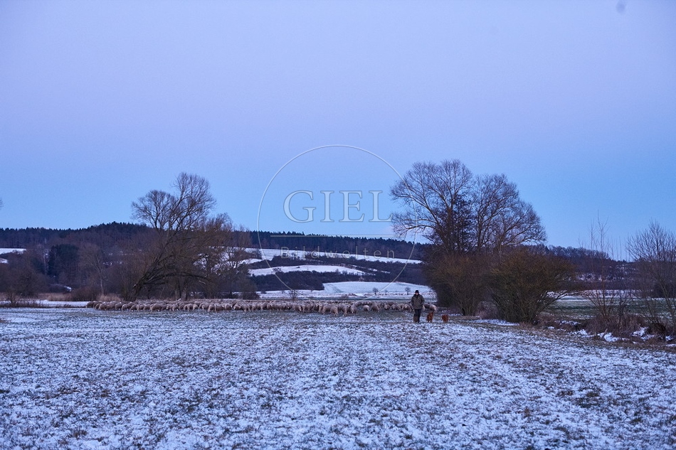 Schaefer, Altdeutsche Huetehunde und Merino Schafe, Schafherde im Winter 097617.jpg