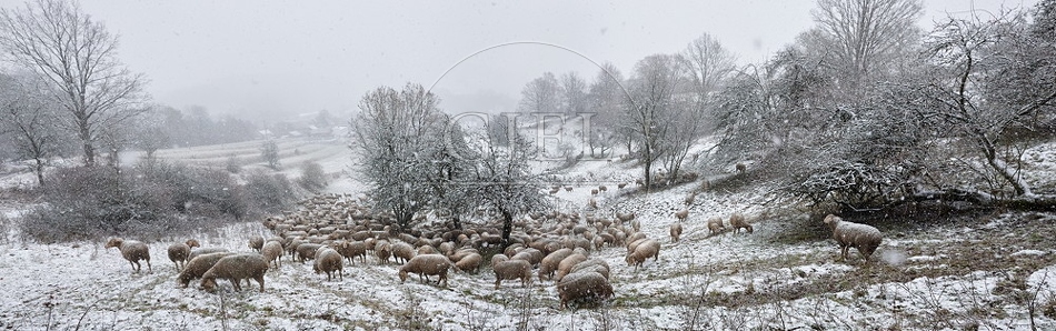 Schaefer, Altdeutsche Huetehunde und Merino Schafe, Schafherde im Winter, Panorama 097718.jpg