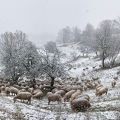 097718 Schaefer, Altdeutsche Huetehunde und Merino Schafe, Schafherde