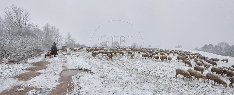 Schaefer, Altdeutsche Huetehunde und Merino Schafe, Schafherde im Winter, Panorama 097719.jpg