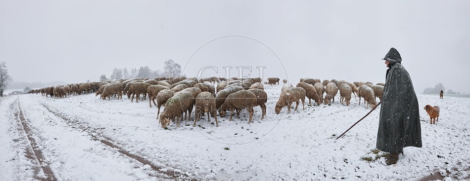 Schaefer, Altdeutsche Huetehunde und Merino Schafe, Schafherde im Winter, Panorama 097720.jpg
