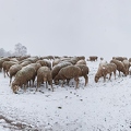 097720 Schaefer, Altdeutsche Huetehunde und Merino Schafe, Schafherde