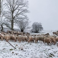 097721 Schaefer, Altdeutsche Huetehunde und Merino Schafe, Schafherde