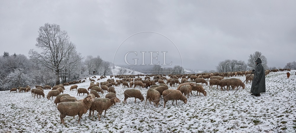 Schaefer, Altdeutsche Huetehunde und Merino Schafe, Schafherde im Winter, Panorama 097722.jpg