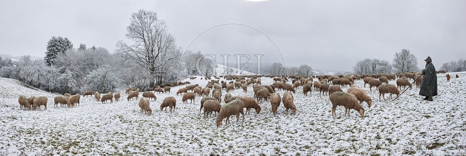 Schaefer, Altdeutsche Huetehunde und Merino Schafe, Schafherde im Winter, Panorama 097723.jpg