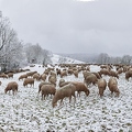 097723 Schaefer, Altdeutsche Huetehunde und Merino Schafe, Schafherde