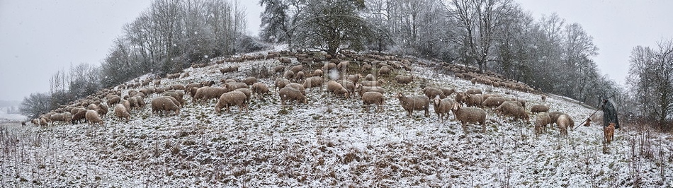 Schaefer, Altdeutsche Huetehunde und Merino Schafe, Schafherde im Winter, Panorama 097724.jpg