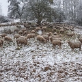097724 Schaefer, Altdeutsche Huetehunde und Merino Schafe, Schafherde