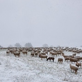 097725 Schaefer, Altdeutsche Huetehunde und Merino Schafe, Schafherde